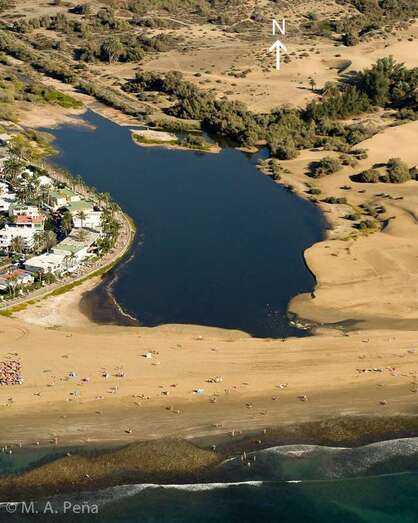 Charca de Maspalomas (Foto TA)